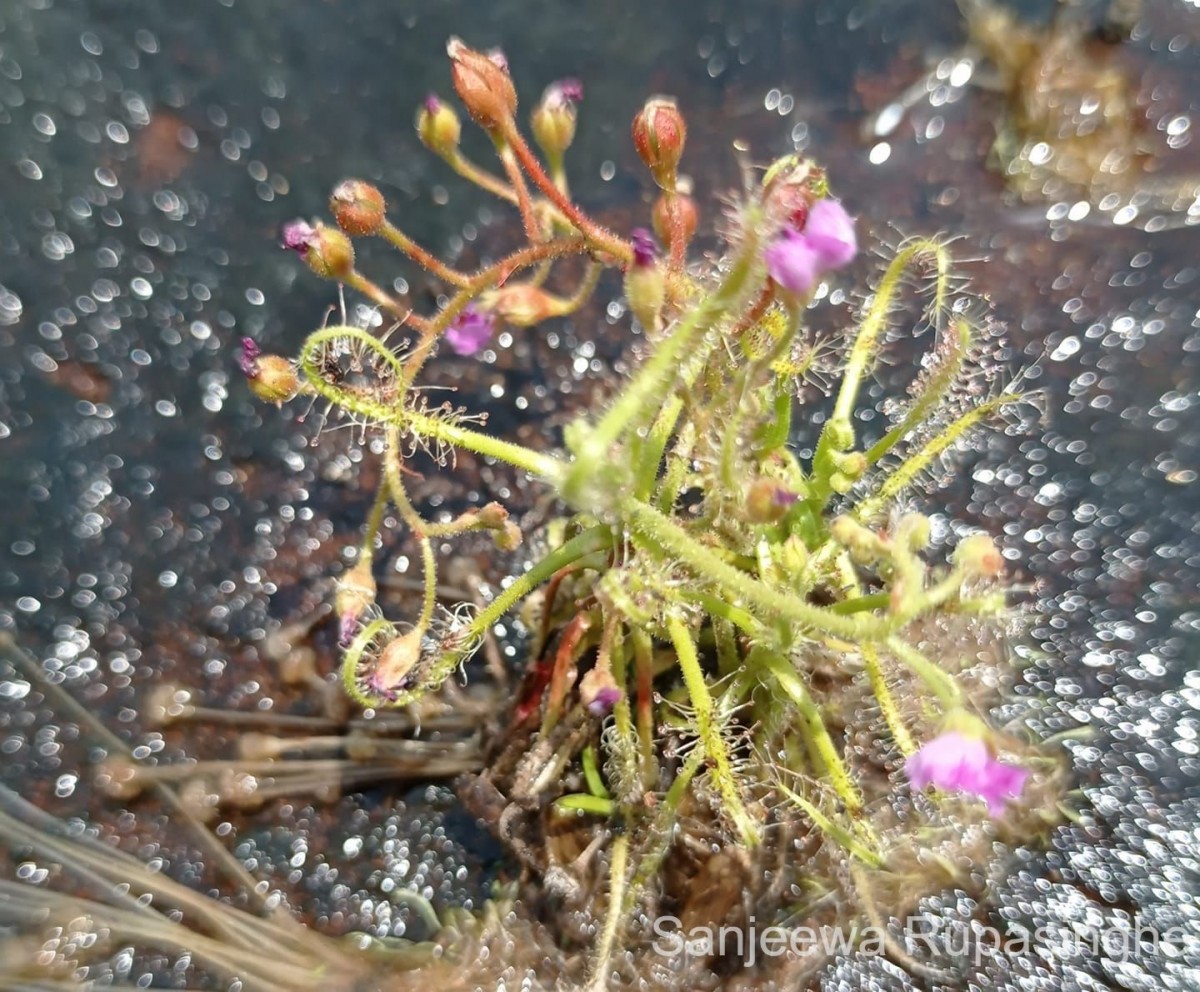 Drosera indica L.